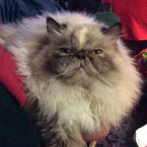 Meet your Posher, Debbie